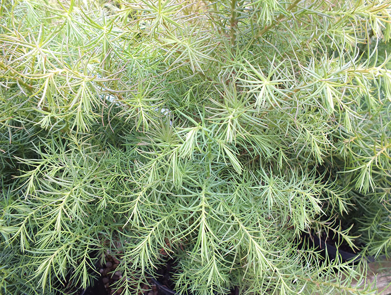 Cryptomeria japonica 'Elegans Compacta'-271