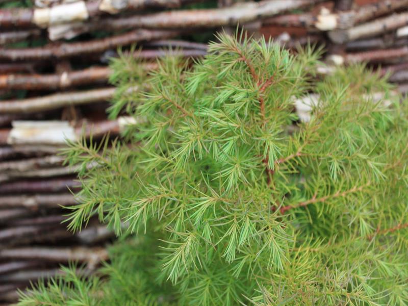 Cryptomeria japonica 'Elegans Compacta'-9961