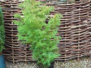 Cryptomeria japonica 'Elegans Compacta'-0