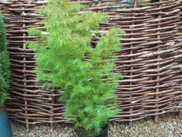 Cryptomeria japonica 'Elegans Compacta'-0