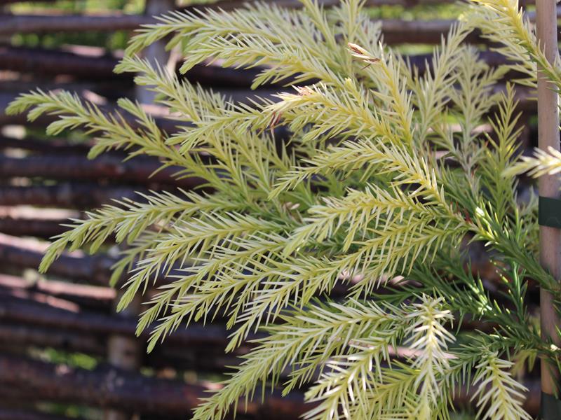 Cryptomeria japonica 'Sekkan-Sugi'-9967