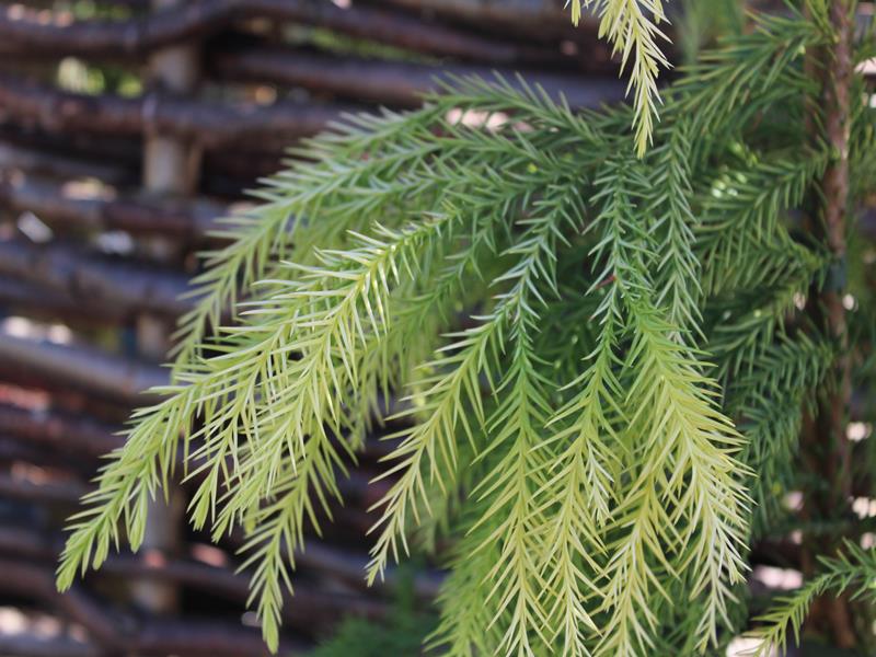 Cryptomeria japonica 'Sekkan-Sugi'-9968