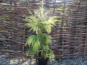 Cryptomeria japonica 'Sekkan-Sugi'-0