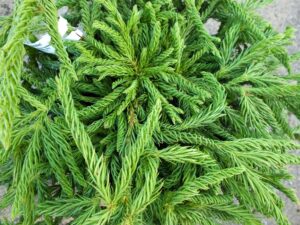 Cryptomeria japonica 'Spiralis'-0