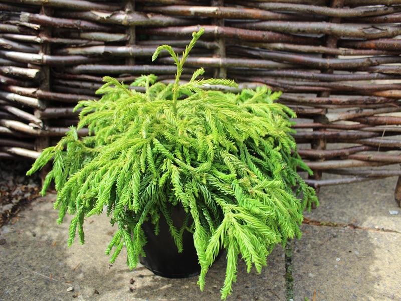 Cryptomeria japonica 'Spiralis'-9969