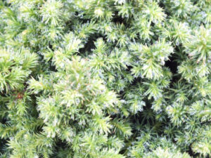 Cryptomeria japonica 'Vilmoriniana'-25669