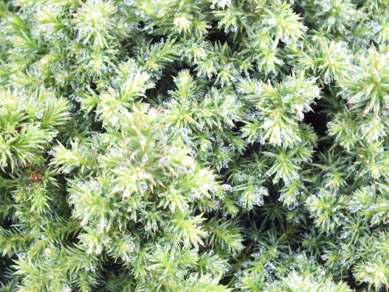 Cryptomeria japonica 'Vilmoriniana'-25669