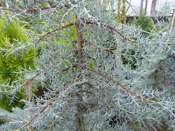 Cupressus glabra 'Blue Ice' -0