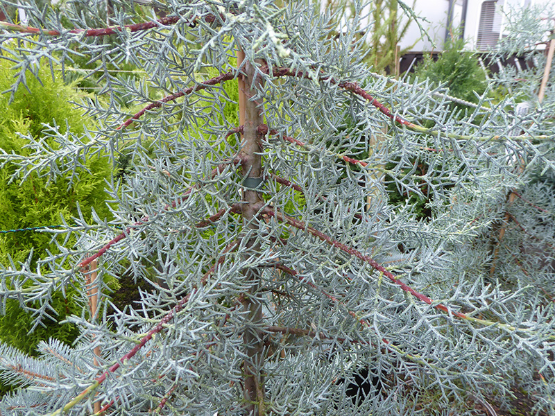Cupressus glabra 'Blue Ice' -0