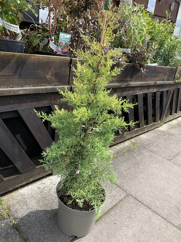 Cupressus glabra 'sulphurea'-0