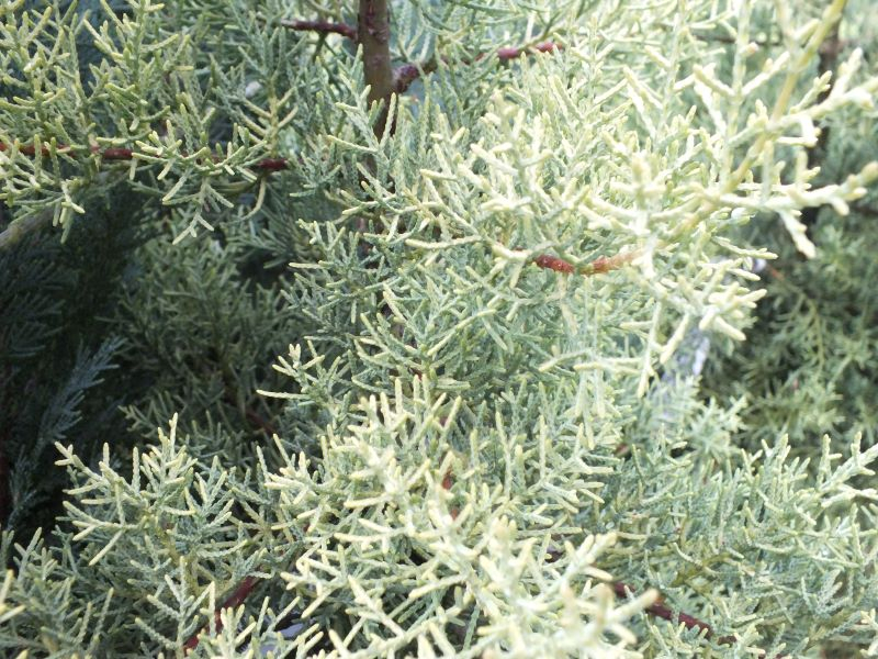 Cupressus glabra 'Sulphurea'-0