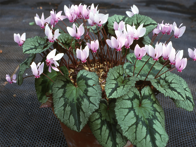 Cyclamen africanum-413