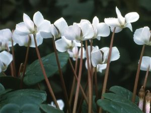 Cyclamen coum f. albissimum 'Golan Heights'-0