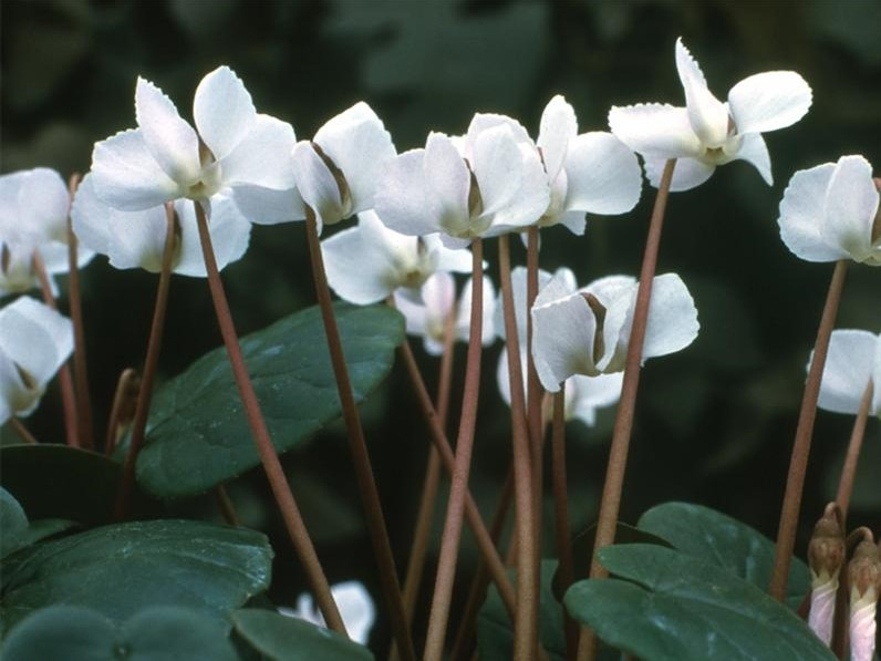 Cyclamen coum f. albissimum 'Golan Heights'-0