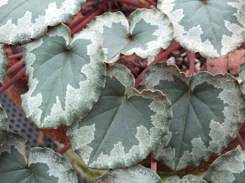 Cyclamen alpinum 'Nettleton White'-16608