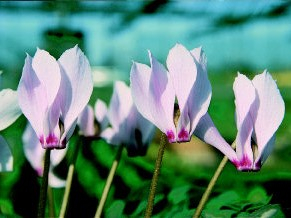 Cyclamen cilicium-0