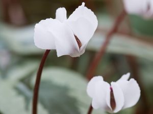 Cyclamen coum f. albissimum 'Ashwood Snowflake'-0
