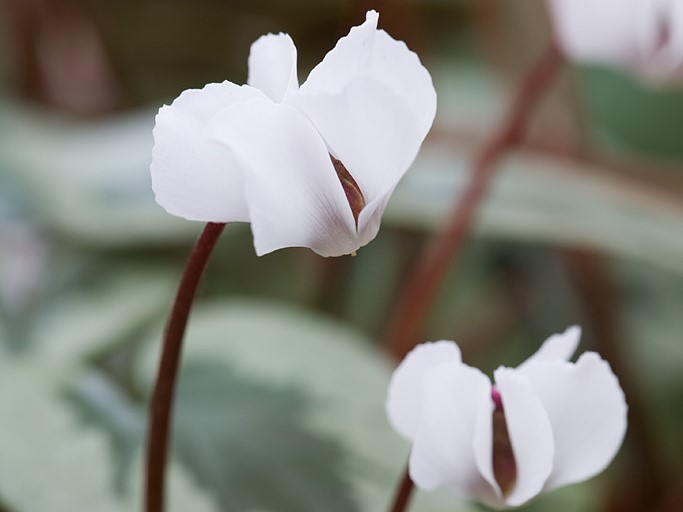 Cyclamen coum f. albissimum 'Ashwood Snowflake'-0