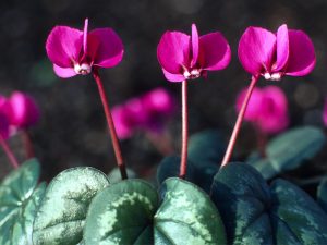 Cyclamen coum Magenta shades-0
