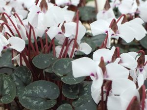 Cyclamen alpinum 'Nettleton White'-0