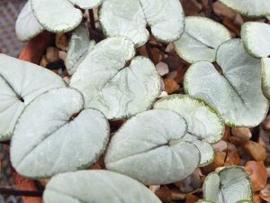 Cyclamen coum Pewter Group-0