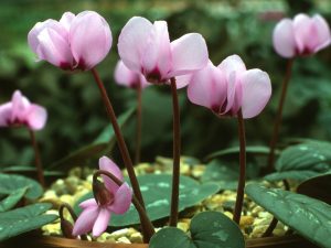 Cyclamen coum Shell pink shades-0