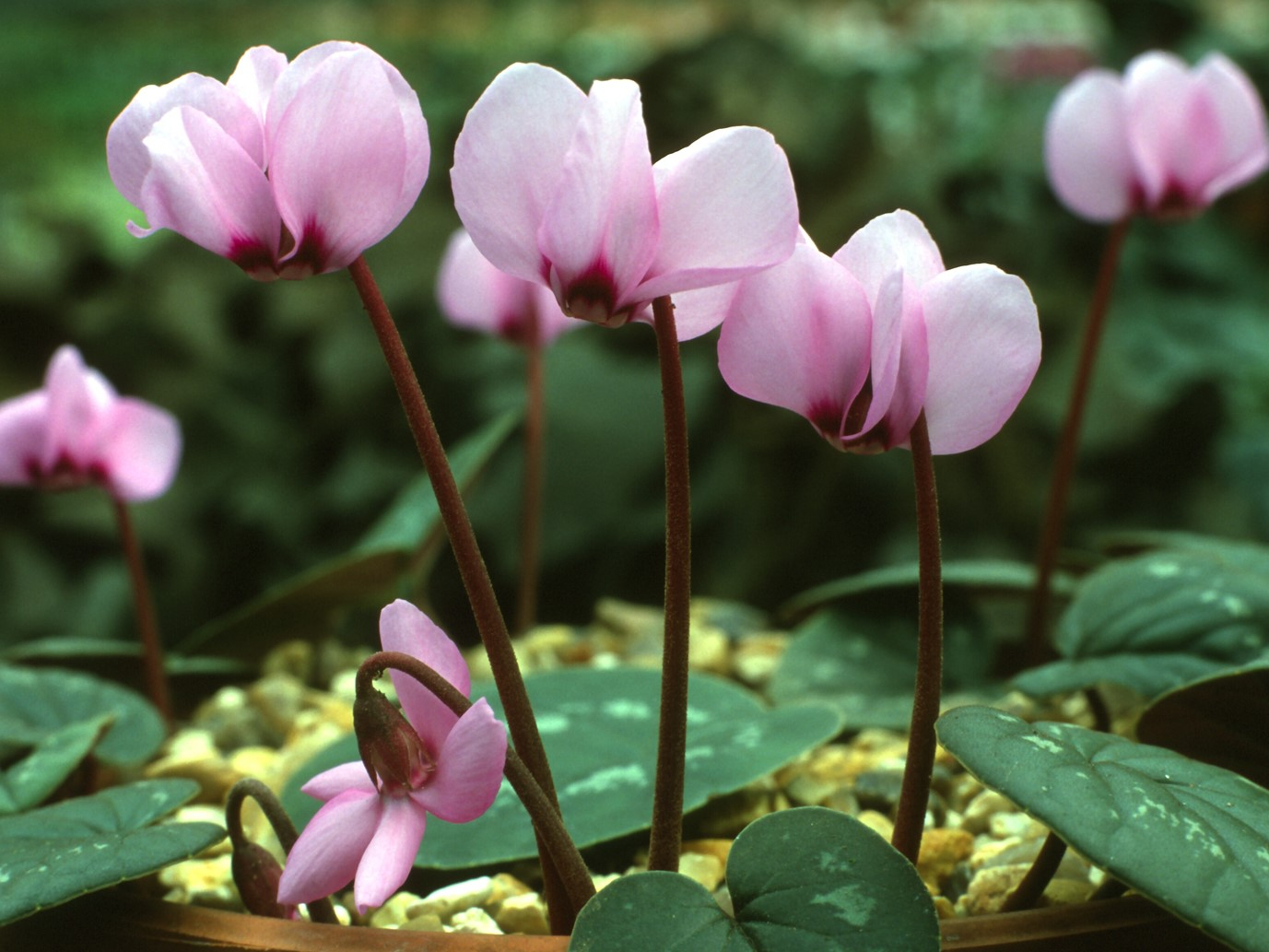 Cyclamen coum Shell pink shades-0
