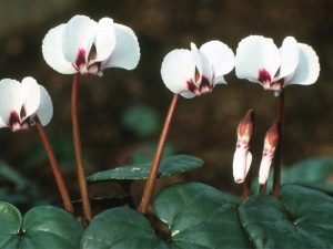 Cyclamen coum White-0