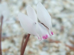 Cyclamen cyprium-0