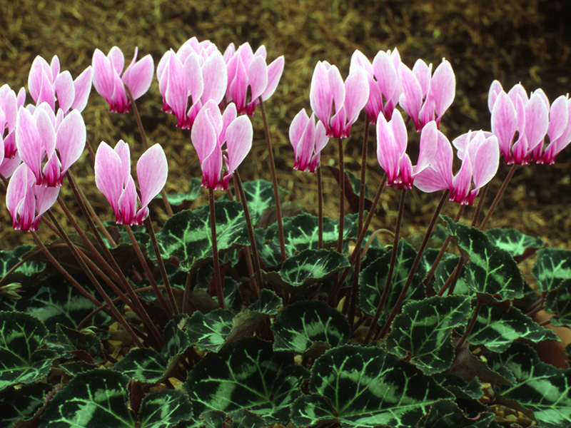Cyclamen persicum-497