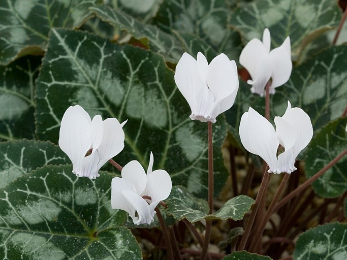Cyclamen graecum f. album-0