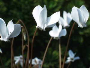 Cyclamen hederifolium albiflorum-0