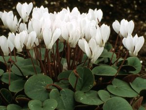 Cyclamen intaminatum-0