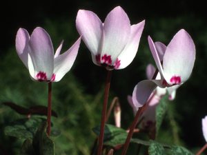 Cyclamen libanoticum-0