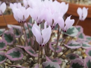 Cyclamen mirabile 'Tilebarn Nicholas'-0