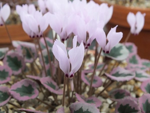 Cyclamen mirabile 'Tilebarn Nicholas'-0