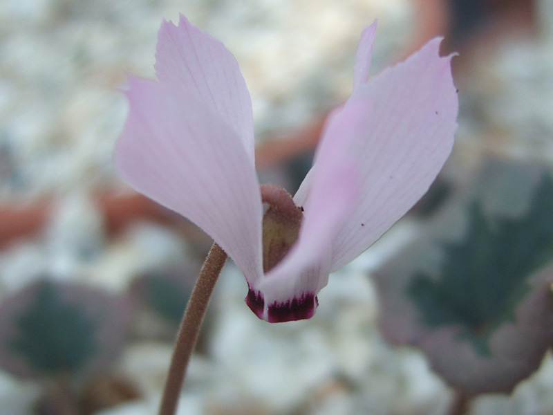 Cyclamen mirabile 'Tilebarn Nicholas'-0