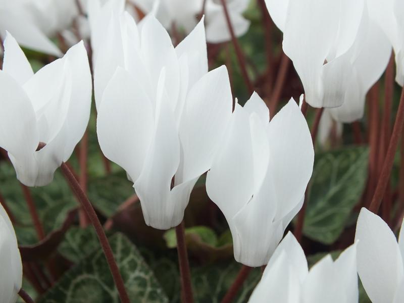 Cyclamen persicum 'Album'-4357