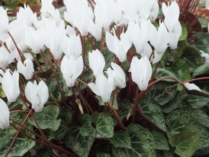 Cyclamen persicum 'Album'-0