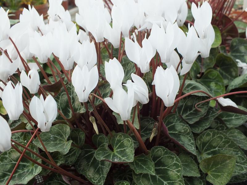 Cyclamen persicum 'Album'-0