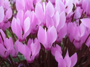 Cyclamen persicum-0