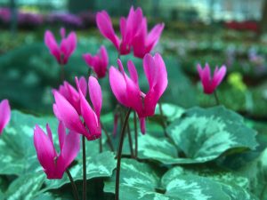 Cyclamen repandum-0