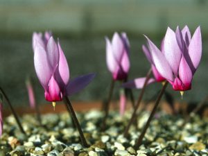 Cyclamen rohlfsianum-0
