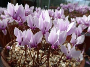 Cyclamen hederifolium 'Silver Cloud'-13112