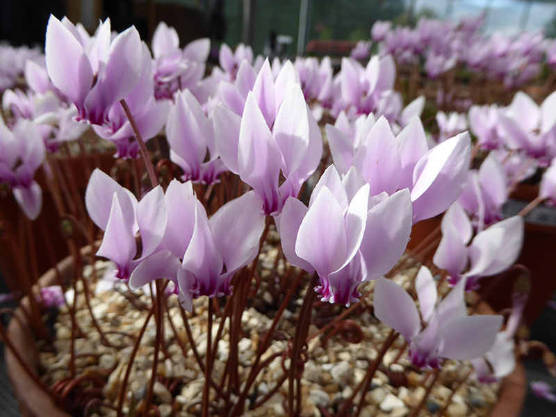 Cyclamen hederifolium 'Silver Cloud'-13112