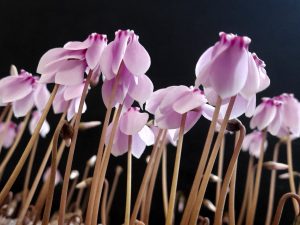 Cyclamen hederifolium 'Stargazer' Pink Form-0