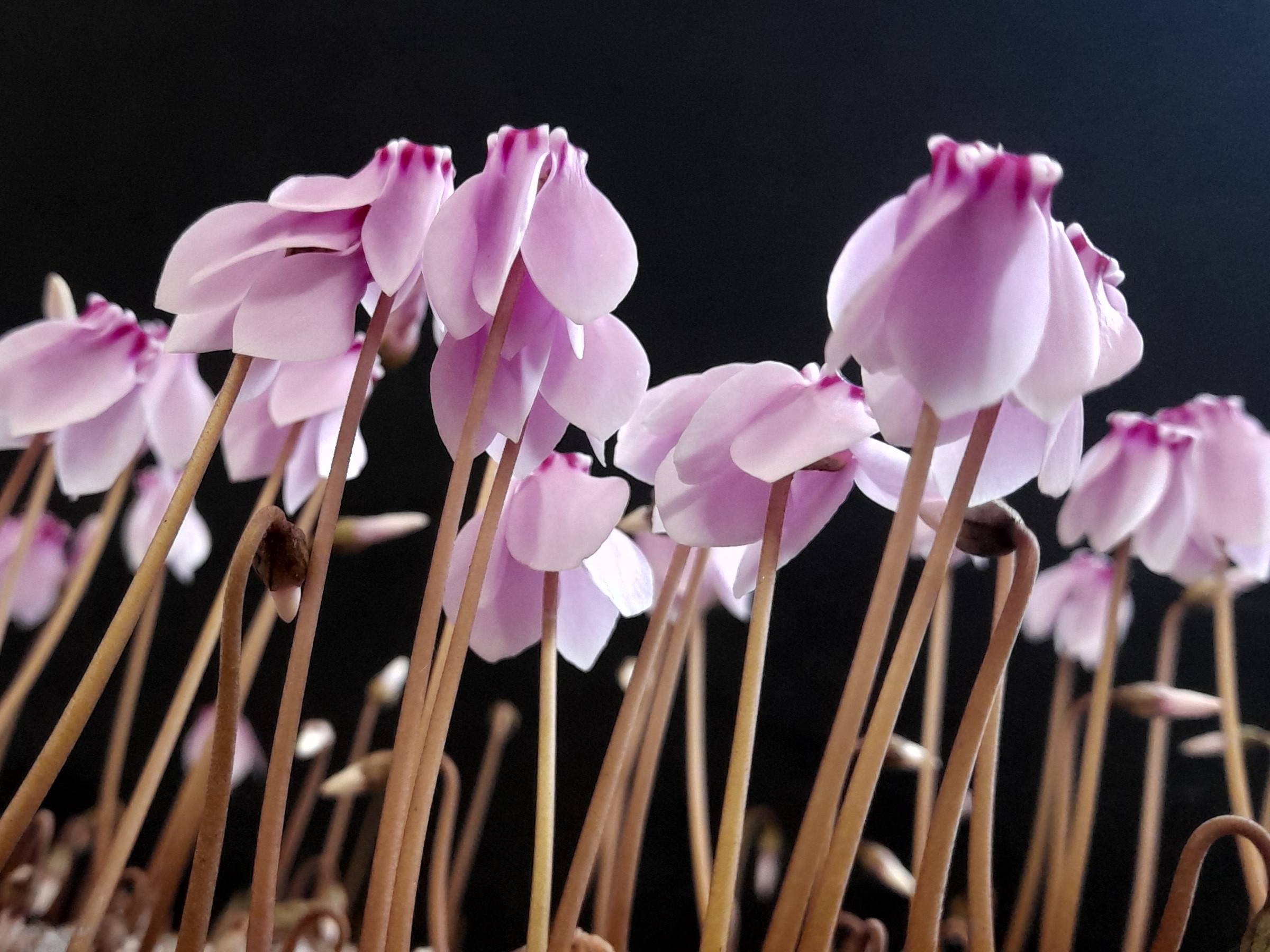 Cyclamen hederifolium 'Stargazer' Pink Form-0