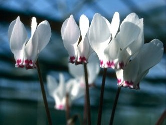Cyclamen x schwarzii-0