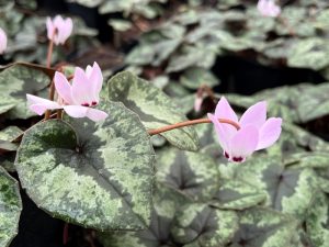 Cyclamen x wellenseikii-0