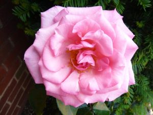 Rosa Dancing Queen ('Fryfestoon')-0